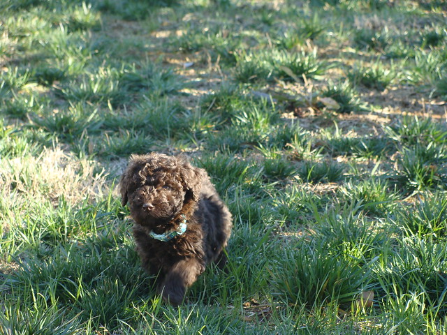 Labradoodle Puppy running in the yard.