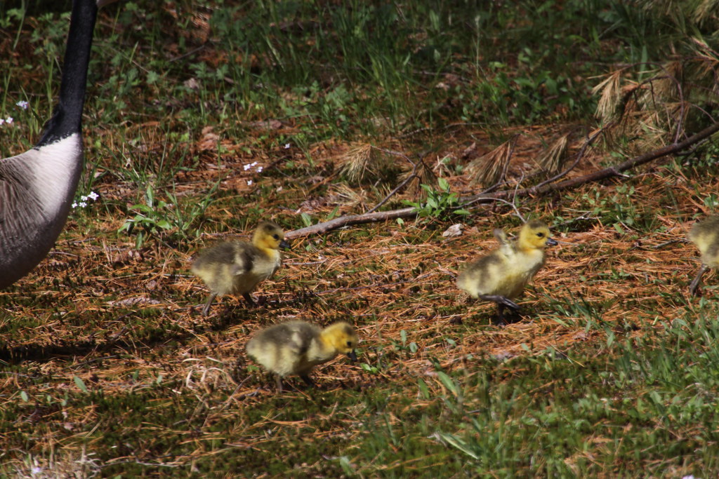 Baby Canada Geese have hatched.