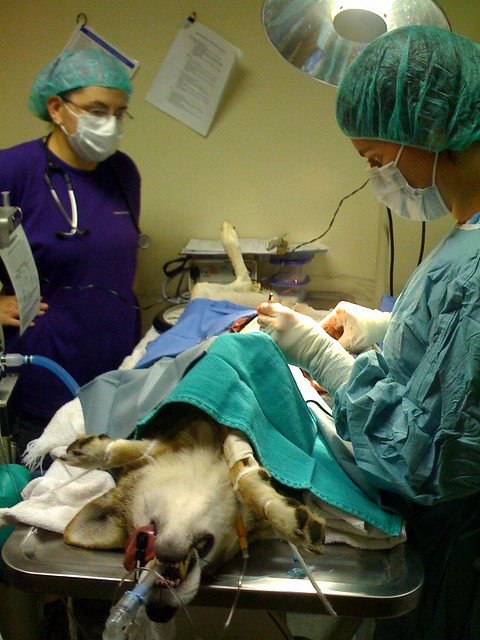 Red Wolf #1227 in Surgery