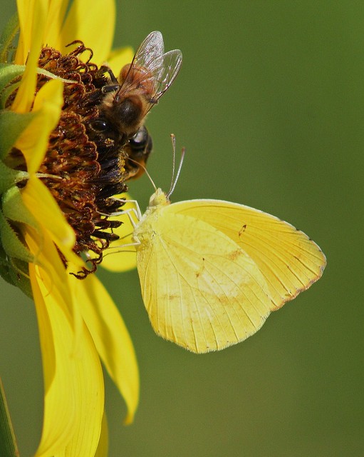 Pyrisitia nise, Mimosa Yellow and Apis mellifera, Honey Bee
