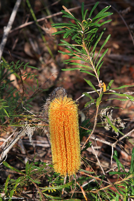Banksia spinulosa var.collina - Hairpin Banksia