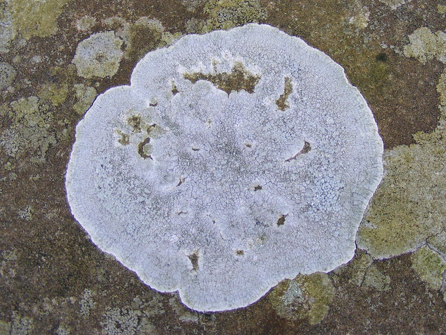 White lichen (Aspicilia calcarea)