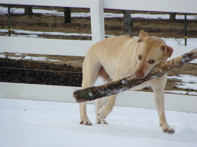 Ranger and his stick