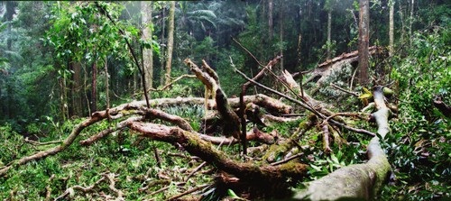 forest photoshop geotagged nationalpark rainforest stitch australia jungle qld fallentree orton mainrange goomburra geo:lat=27986519 geo:lon=152361145