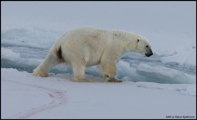 Polar bear in motion