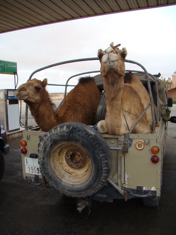 Camellos dromedarios en un Jeep Desierto del Sahara Occidental 03