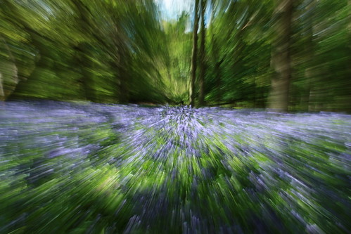 bluebell woods 