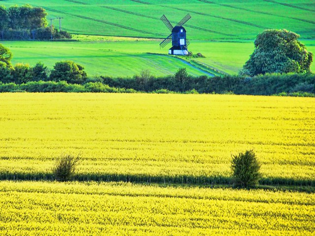 Rapeseed and Windmill  -- Yes! That yellow time of year has arrived  here.