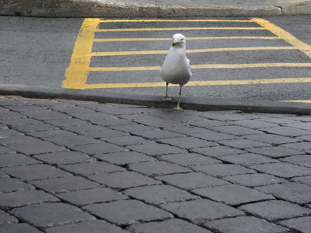 gull-crossing