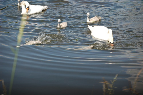 Swan and signets | by The Red Fool