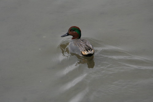 Green-Winged Teal | by webbmb