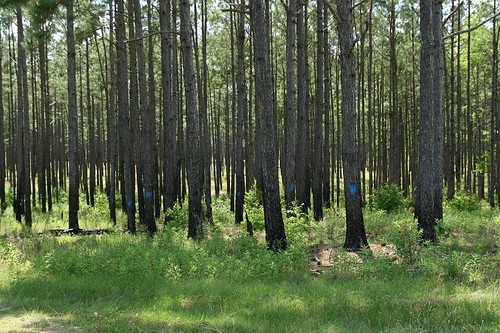 nature forest ga georgia outdoors spring woods south bog doerun doerunpitcherplantbog