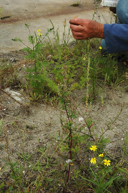 Ambrosia artemisiifolia (Ragweed / Alsemambrosia) 0048 & Agrostemma gracile (Slender Corncockle / Oosterse bolderik) 5477