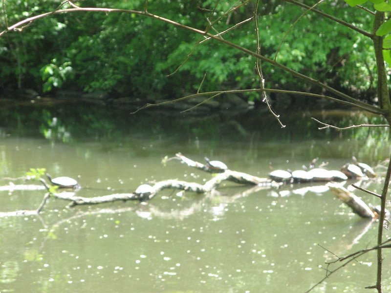 From Princeton, New Jersey to Millstone and back on the D&R Canal Trail