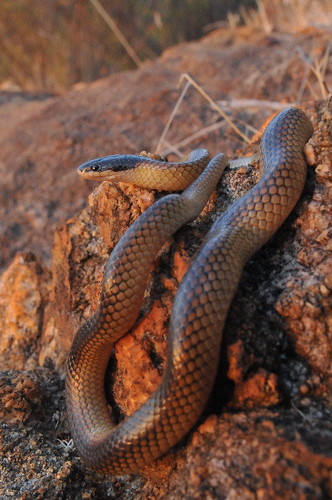 Black-backed Snake (Parasuta nigriceps)