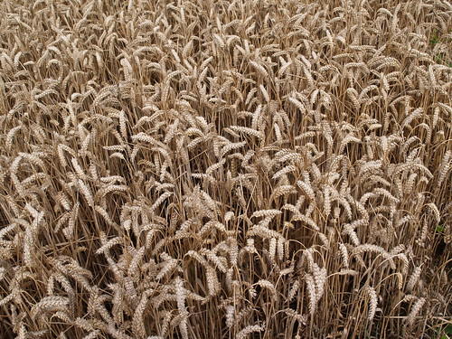 Wheat - Mid Agust 2008 | by D H Wright