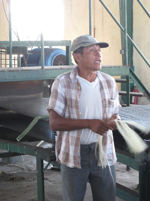 The sisal factory