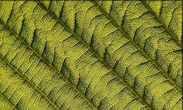 Leaf's details
