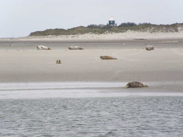 Phoca vitulina (Common Seal / Gewone zeehonden) and Halichoerus grypus (Atlantic Grey Seal / Grijze zeehond) in front of Rottumerplaat