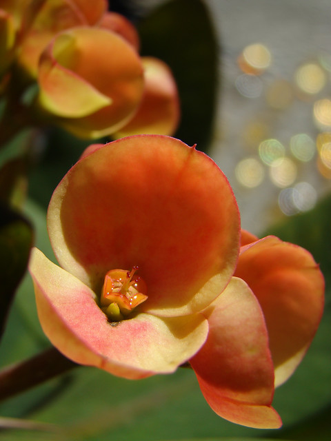 Euphorbia x lomi 'Sunshine'