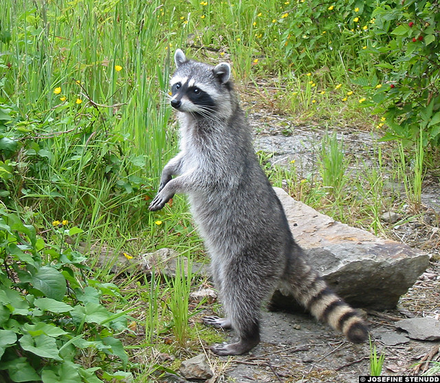 20030614_04k Raccoon (Procyon lotor) on its hind legs | Va ...