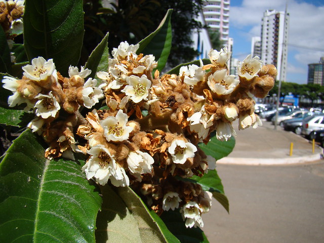 Ameixa / Nêspera (Eriobotrya japonica). Ceret Park Sao Paulo Brazil. China native tree