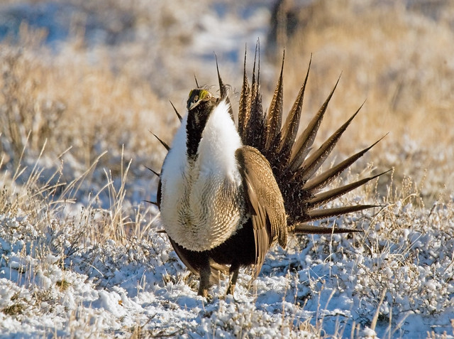 Sage Grouse Male