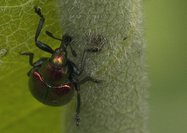 Leaf-rolling Weevil (Byctiscus populi)