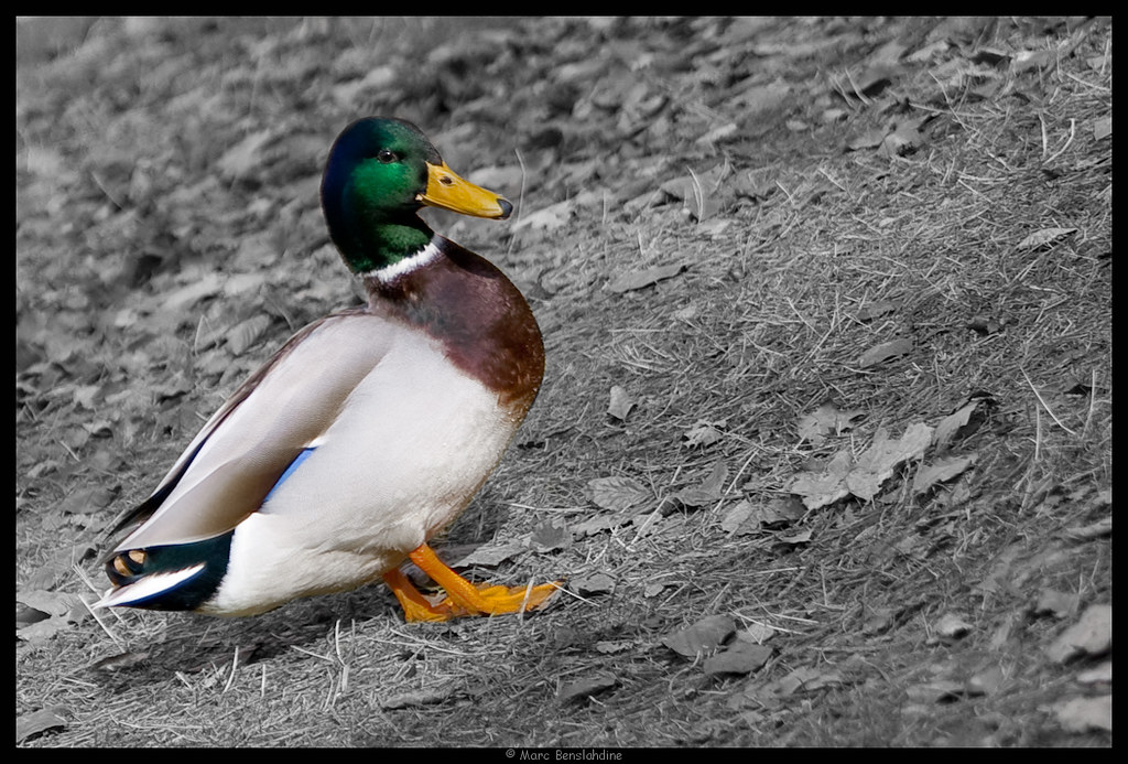 Proud to be a French duck by Marc Benslahdine