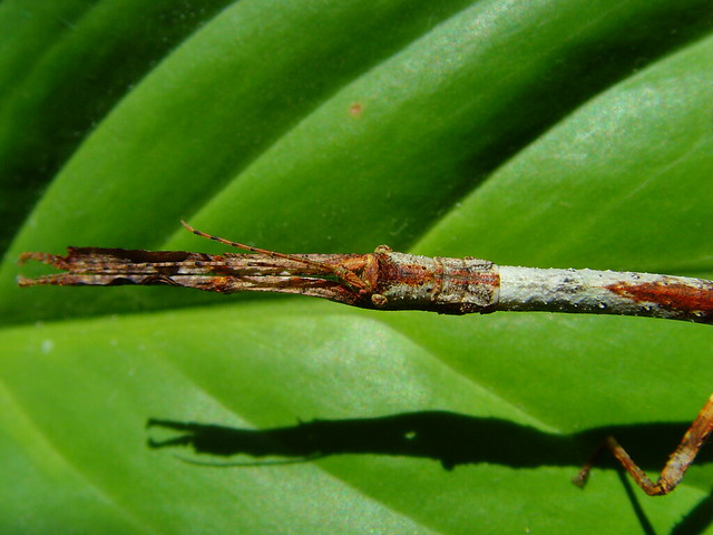 Hermagoras cultratolobatus