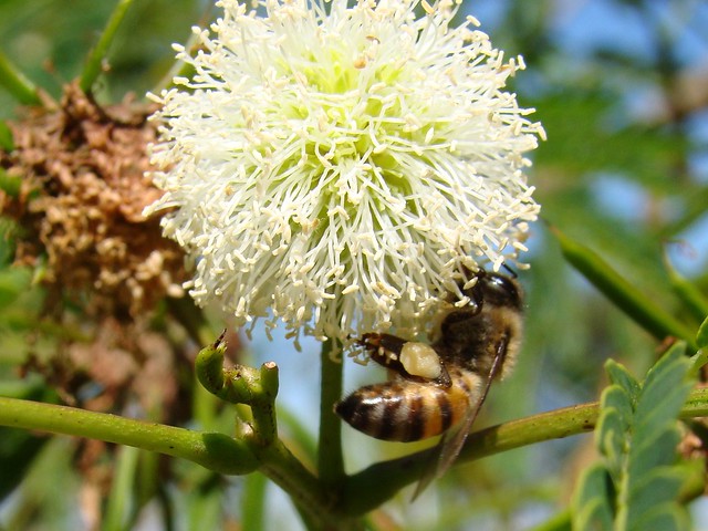 Bee & Leucena (Leucaena leucocephala) flower