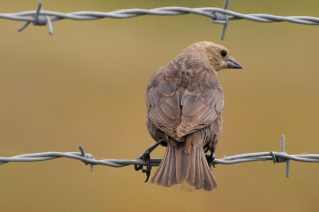 Bird 'n barbed wire (brown headed cowbird)