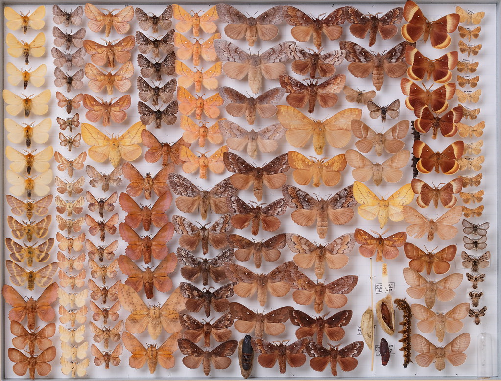 Lepidoptera Lasiocampidae | 1 of 6000 insect drawers at the … | Flickr