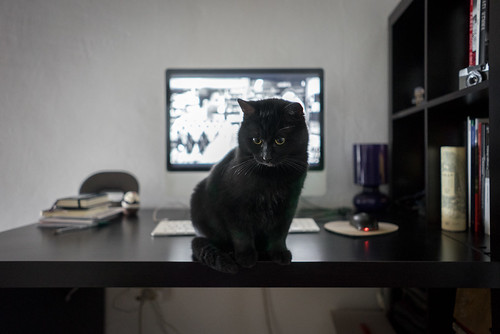 cat black desktop netflix clerks sony a7 fe 28mm f20 relax livingwiththeblack