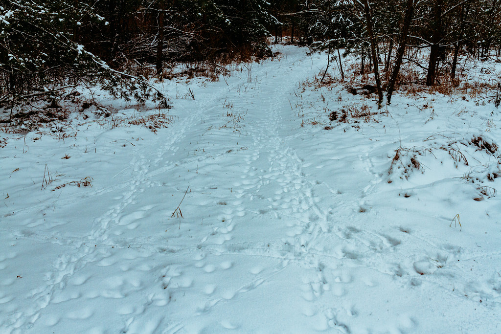 more animal footprints