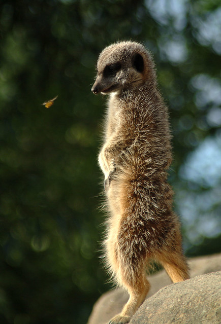 Meercat aiming for a bee