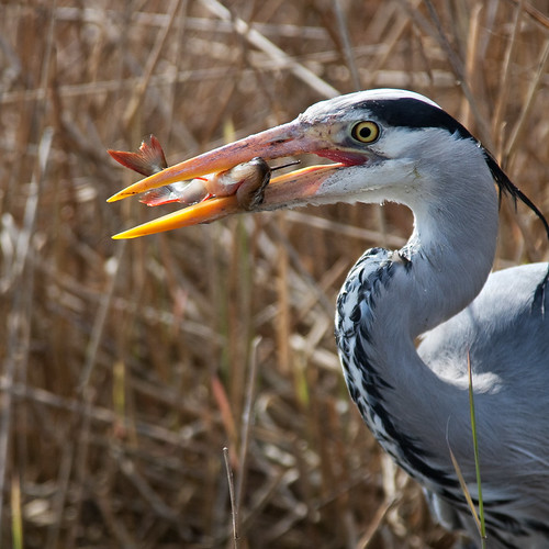 IMG_3861-Edit by Frank Darnell