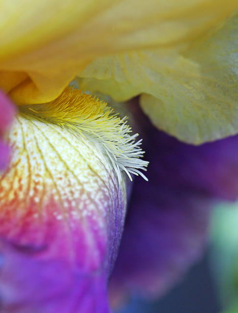 Rainbow Iris