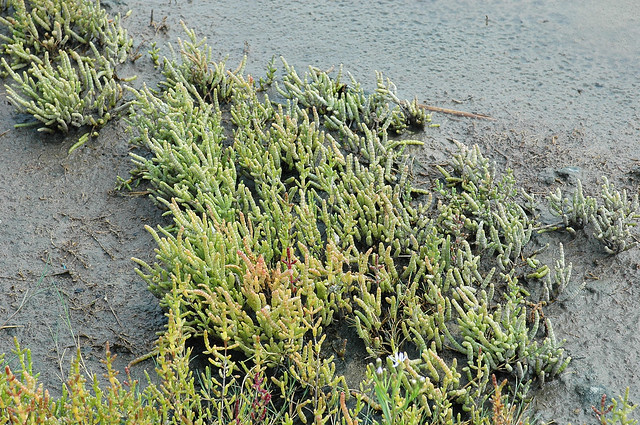 Vegetation with Salicornia nitens
