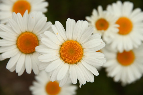 White Daisy | Sringbank Park London, ON | Ali Moradi | Flickr
