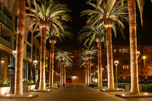 Palm Row by the_tahoe_guy