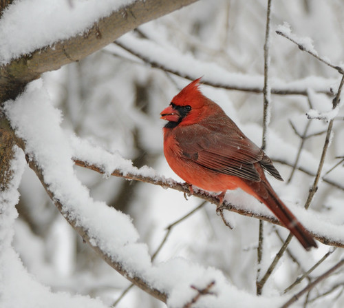 Cardinal in Snow by NikonJim