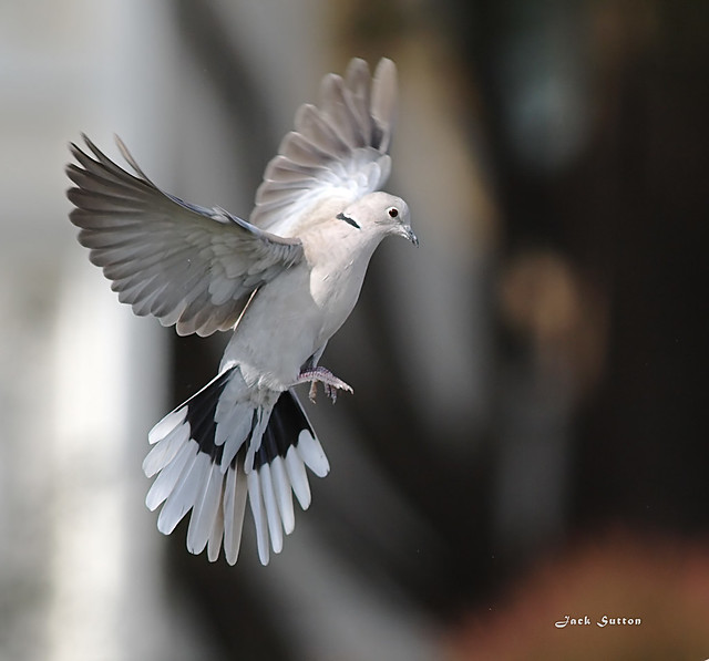 Eurasian-collered Dove