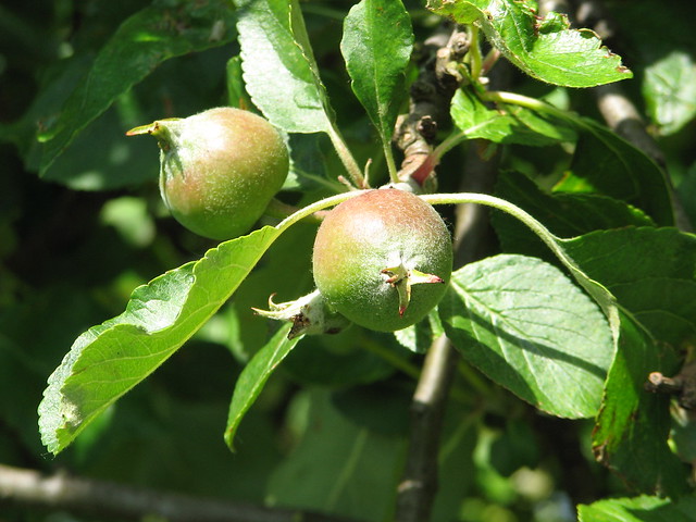 little apples
