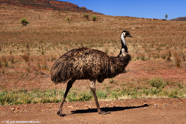 Dromaius novaehollandiae - Emu near Wilpena Pound, South Australia