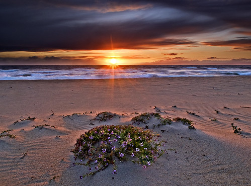 ocean california flowers sunset sea beach clouds sand surf pacific mosslanding olympuse1 zuiko918 salinasriverbeach shanevenem
