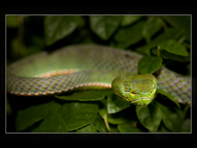 Popeia Fucata (Pope's Pitviper)