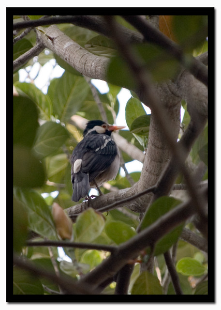 Asian Pied Starling {Sturnus contra}