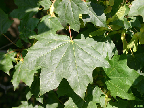 Acer platanoides 'Rubrum' 04 | by My Morton Arboretum Images