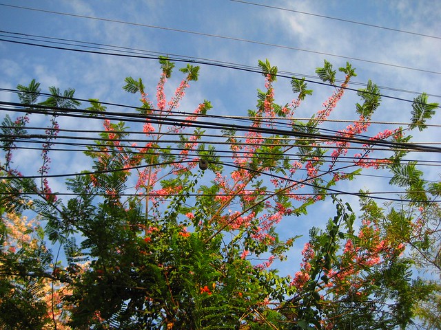 Pink Cassia, blue skies & annoying electric cables